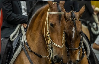 Campeones Exposición Nacional Equina