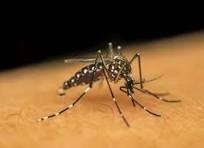 Aedes-Aegypti vector de transmisión de la fiebre amarilla